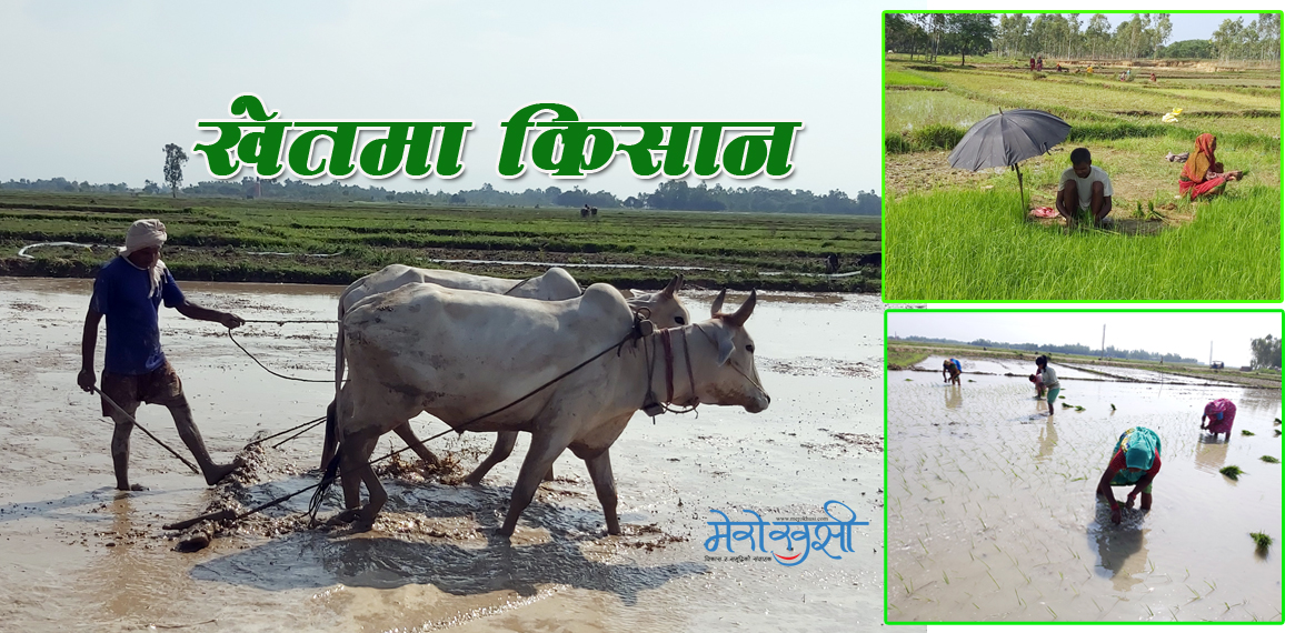 बिउ राख्नेदेखि रोपाइँसम्म (फोटो फिचर)