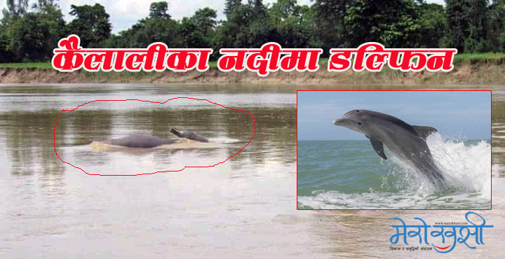 कैलालीमा देखियो बच्चासहितको डल्फिन