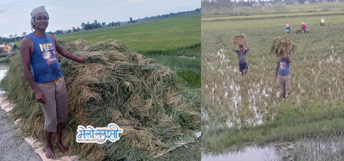 चैते धान भित्र्याउँदै किसान