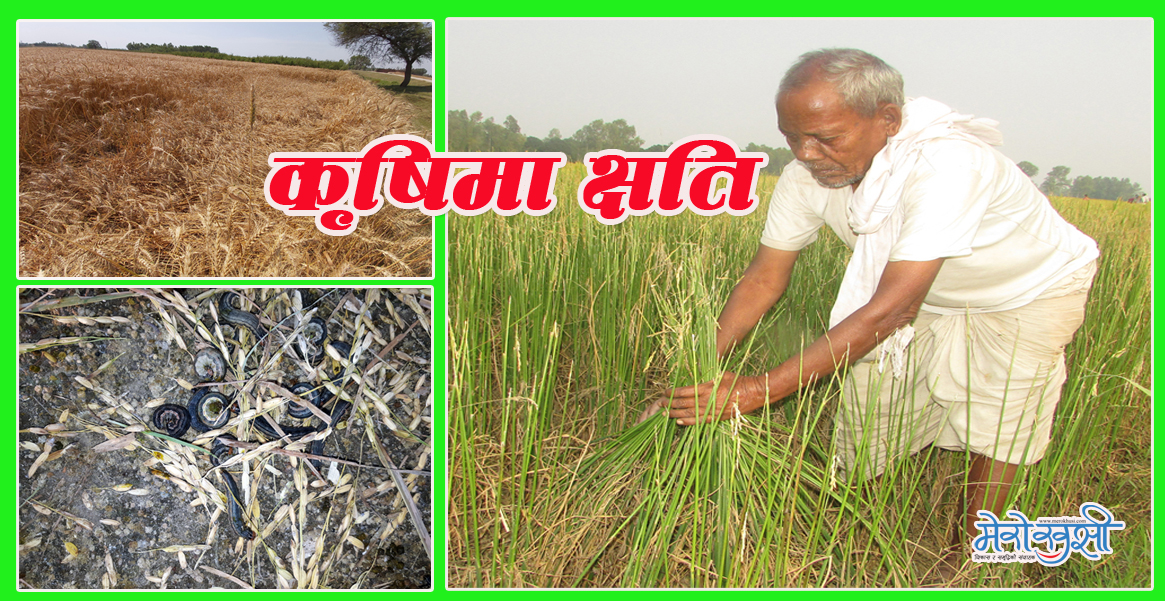 नयाँ मुलुकको कृषिमा ४ अर्ब क्षति