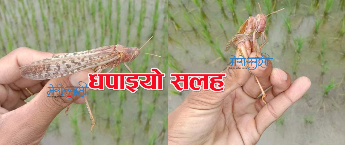 सलह भगाउन मादल र थाल ठटाइयो