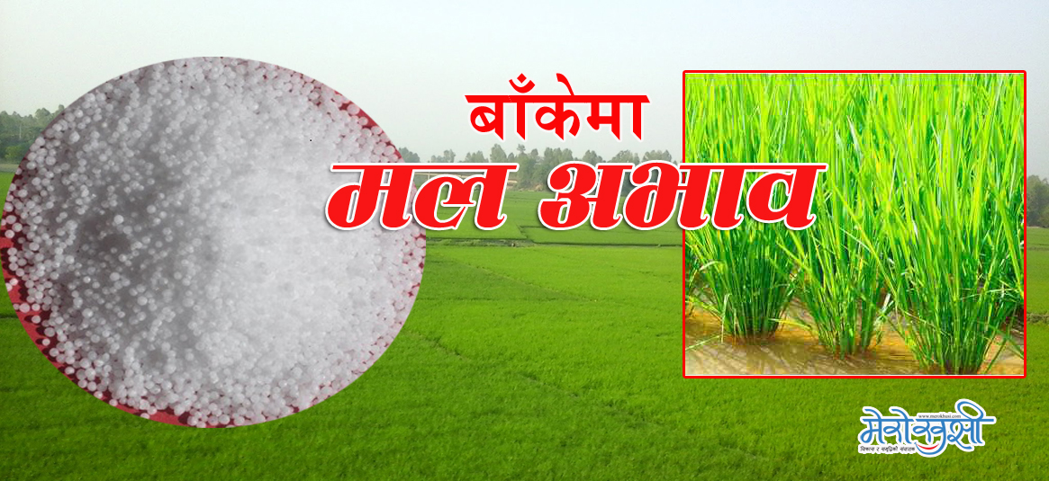 धानले गाँज हाल्न लाग्यो, मल नपाए उत्पादन घट्ने