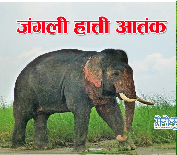 राजापुरमा हात्ती आतंक, १० बिगाह धान क्षति