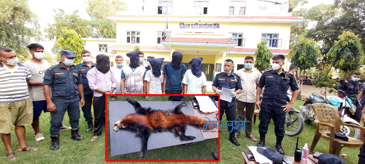 ६० लाखमा बार्गेनिङ गर्दैगर्दा रेडपाण्डाको छालासहित ५ जना पक्राउ