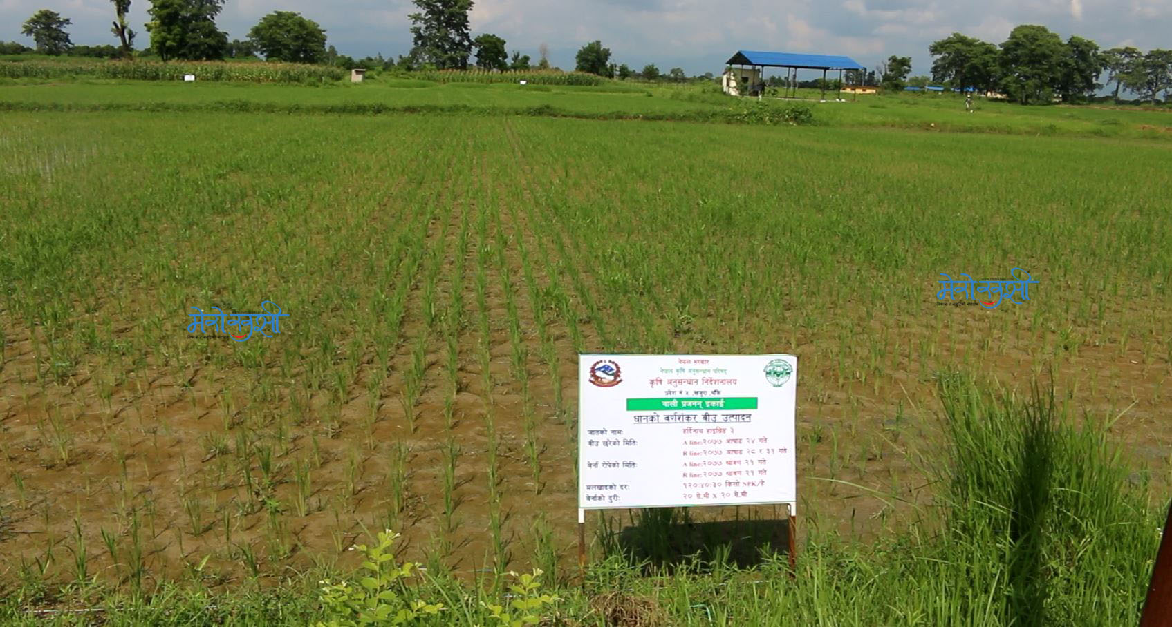 खजुरामा पहिलो पटक धानको हाइब्रिड बीउ उत्पादन शुरु