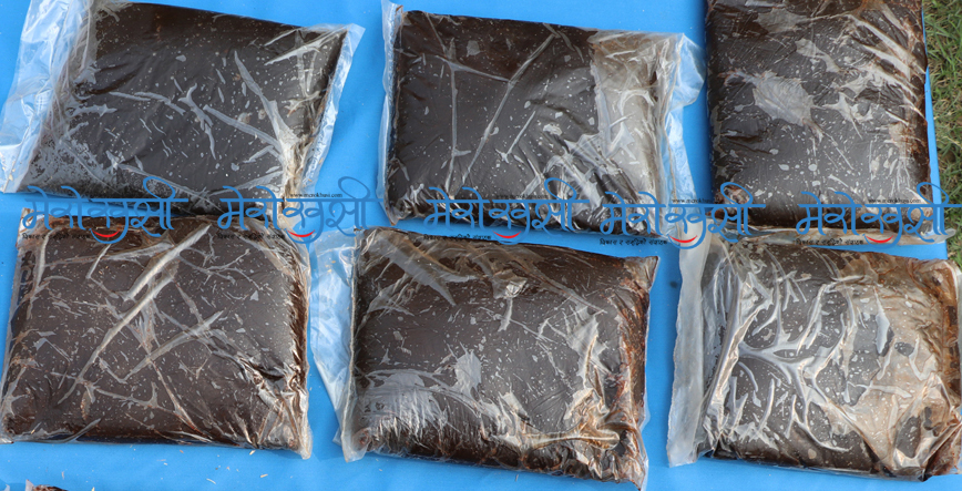 लुम्बिनी प्रदेशबाट १७२ किलो अफिमसहित ५१ पक्राउ