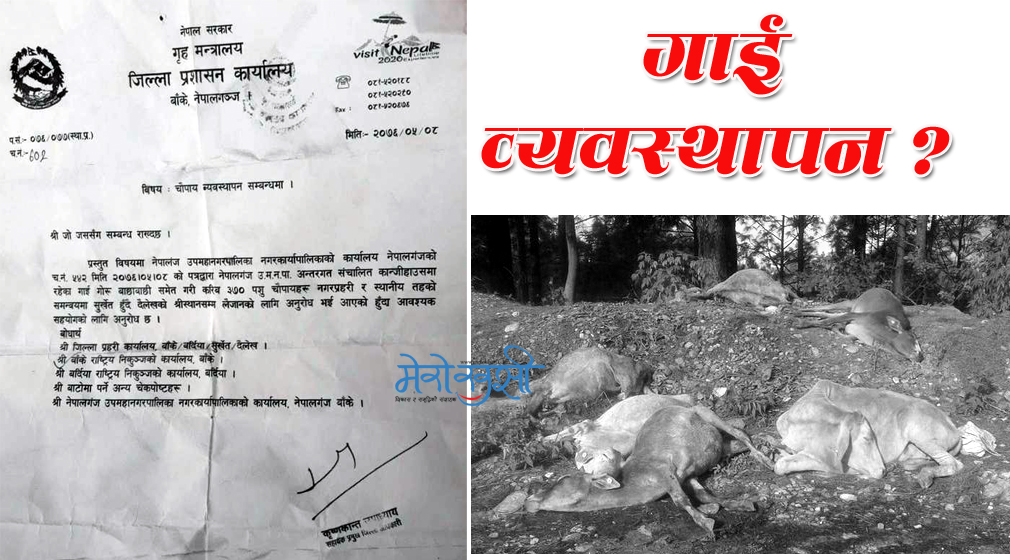 नेपालगन्जको गाईकाण्ड : कसको सजाय कति (सूची सहित)