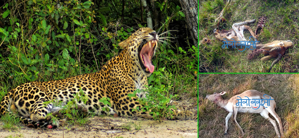 चितुवा आक्रमणमा ५ वर्षमा १५१ कृष्णसारको मृत्यु
