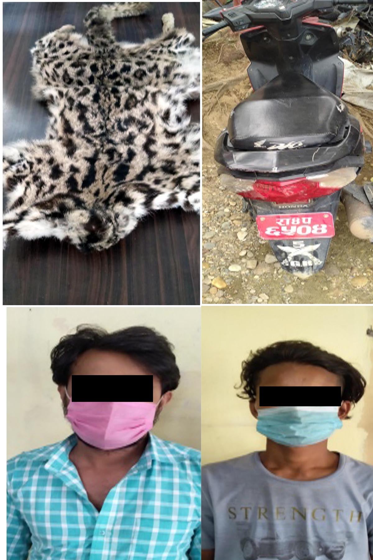 बाँकेमा चितुवाको छालासहित दुईजना पक्राउ