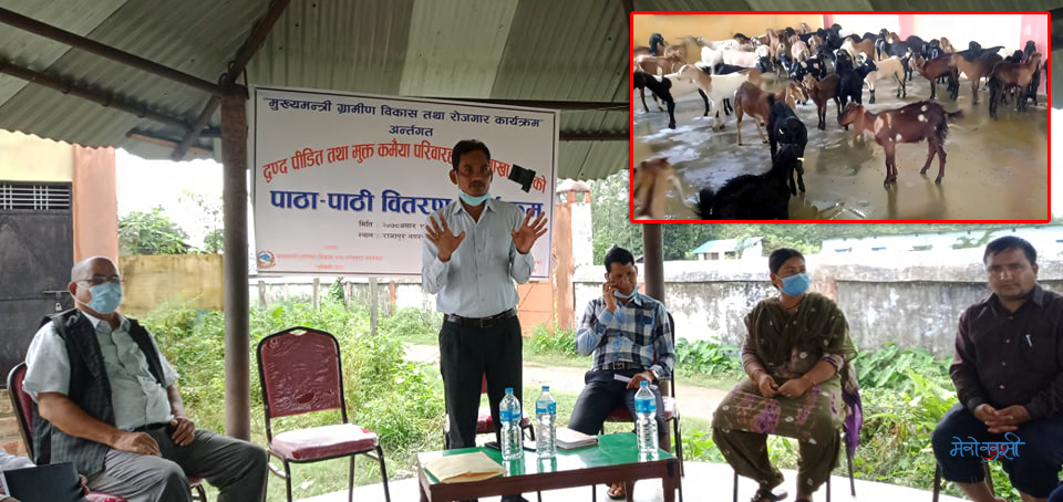 राजापुरका २२ जनालाई ९९ बाख्रा वितरण