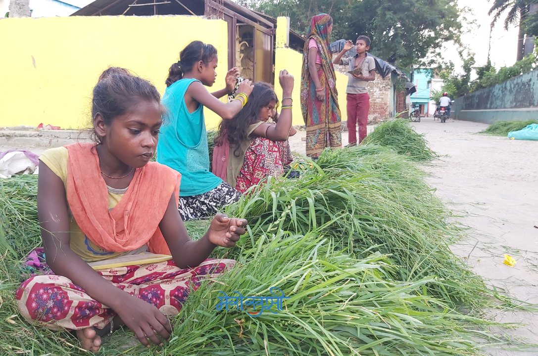 घाँस बेचेर जीवन निर्वाह गर्नेको पीडा (फोटो फिचर)