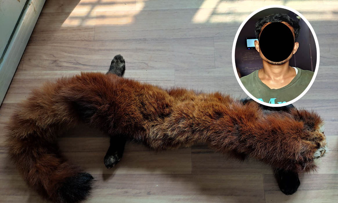 रेडपाण्डाको छालासहित एक जना पक्राउ