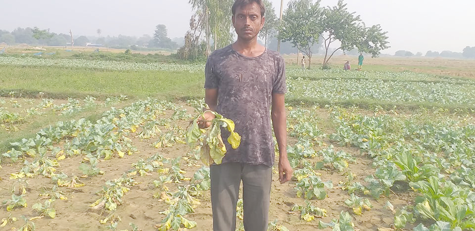 १८ कठ्ठाको काउली खेती नोक्सान (फोटो फिचरसहित)