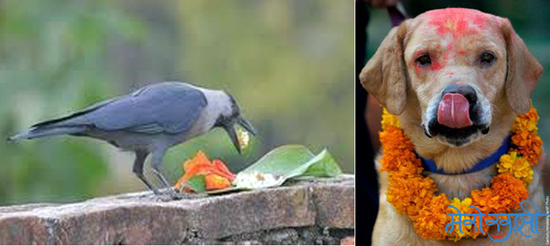 आज एकैदिन काग र कुकुर तिहार