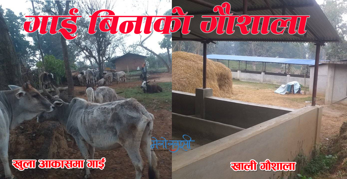 ४१ लाखको कम्दीको गौशाला प्रयोग नहुँदै जीर्ण