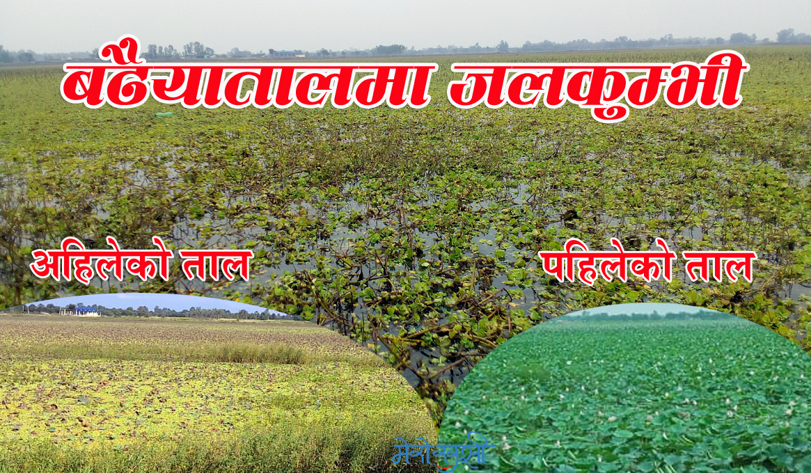 जलकुम्भीले ढाकियो बढैयातालको सुन्दरता