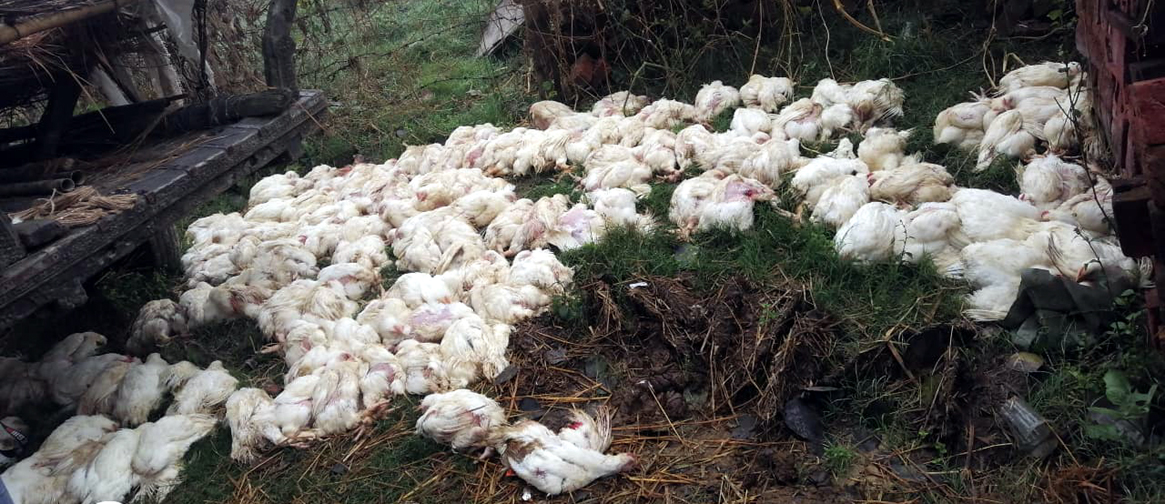 २ लाख ४० हजार रुपैयाँ बराबरका अबैध ब्रोइलर कुखुरा बरामद