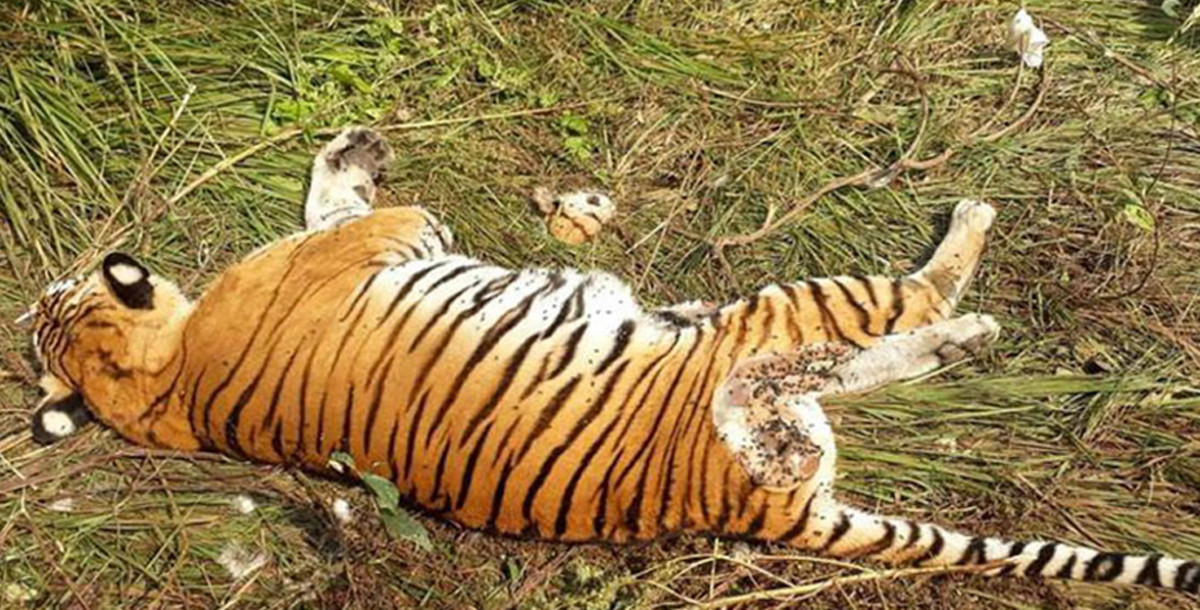 एक आपसमा जुधेर पाटेबाघ मरेको आशंका