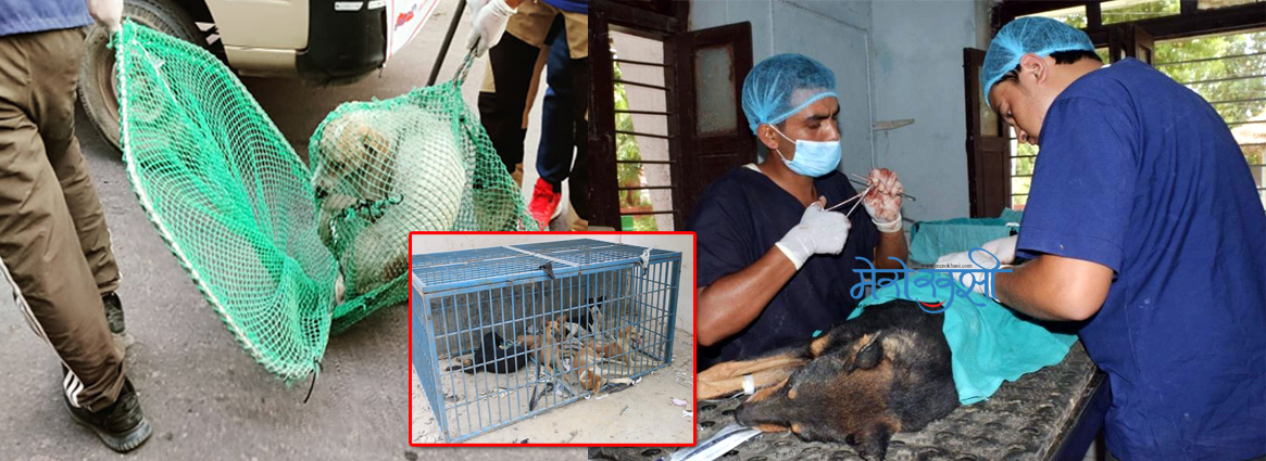 नेपालगन्जमा सामुदायिक कुकुरको बन्ध्याकरण !