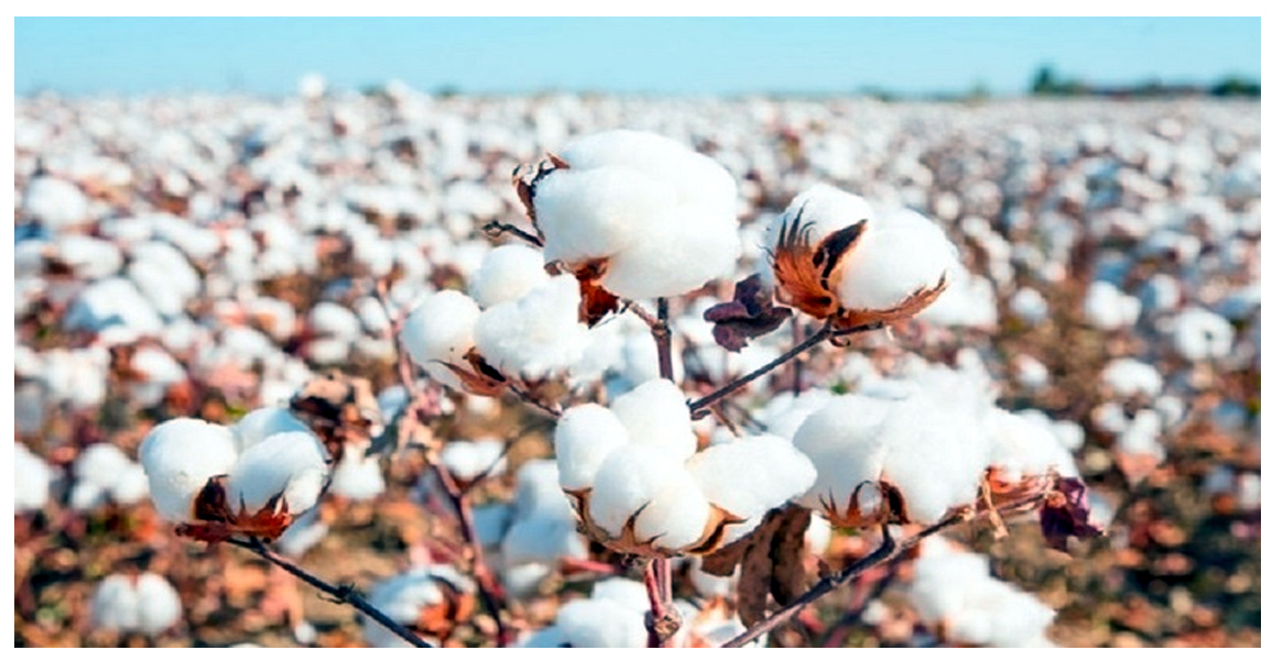 ओरोलो लागेको कपास खेती विस्तारमा कपास विकास समिति