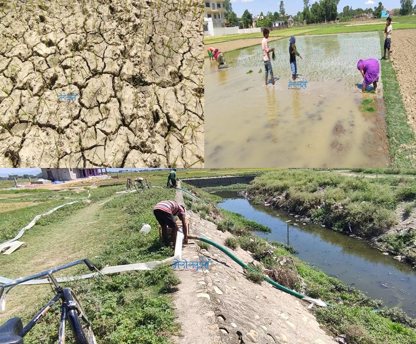 पानी नपर्दा बाँकेमा ६० प्रतिशत खेत बाँझै